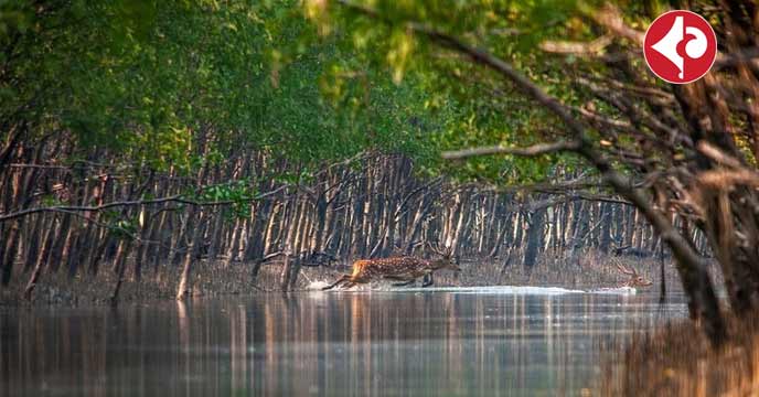 Mangroves in Sundarbans