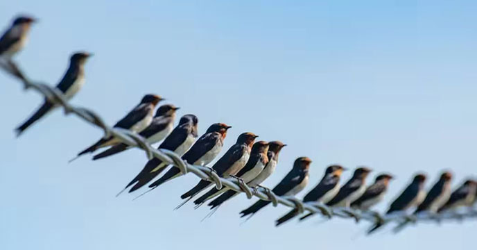 Birds sitting on an electric wire