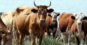Cow