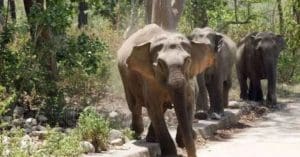 Indian elephants destroying Nepal crops