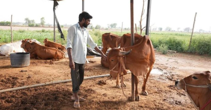 Farmer loses money to cyber fraud during cow sale