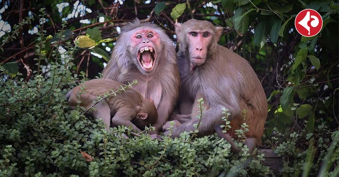 30 monkeys were found dead in a water tank in Telangana