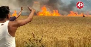 Massive Wheat Crop Loss in Shravasti