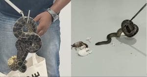 Snake