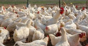 WB Government Bans Import of Chicken and Eggs from Godavari Region Due to Bird Flu