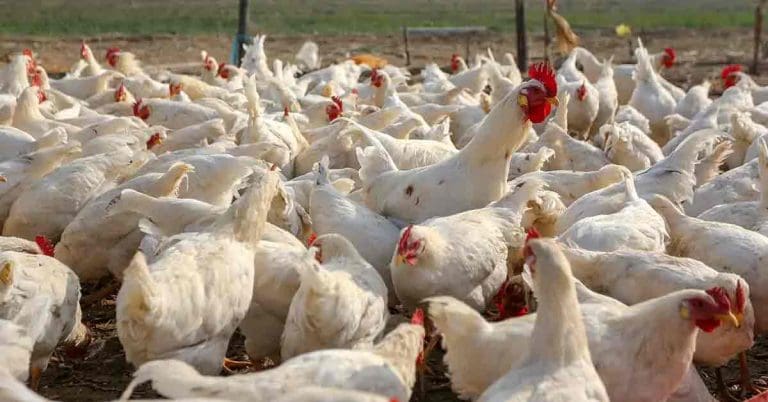 WB Government Bans Import of Chicken and Eggs from Godavari Region Due to Bird Flu