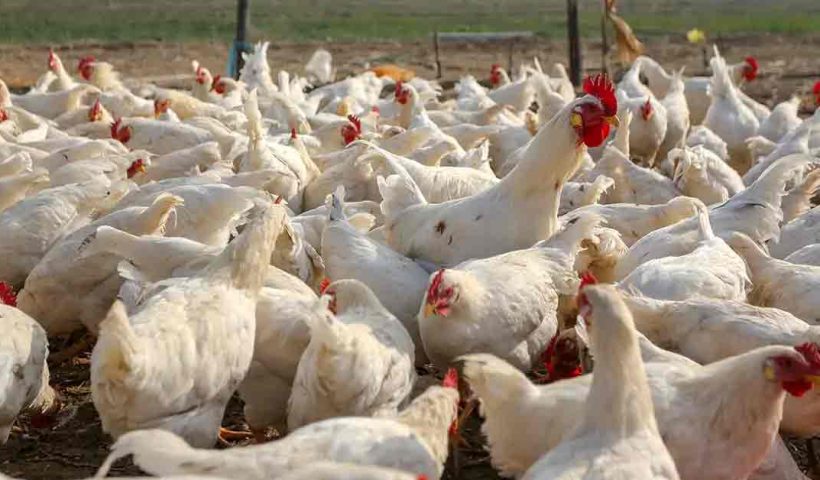 alarming-bird-flu-outbreak-strikes-jharkhands-ranchi-health-authorities-on-high-alert