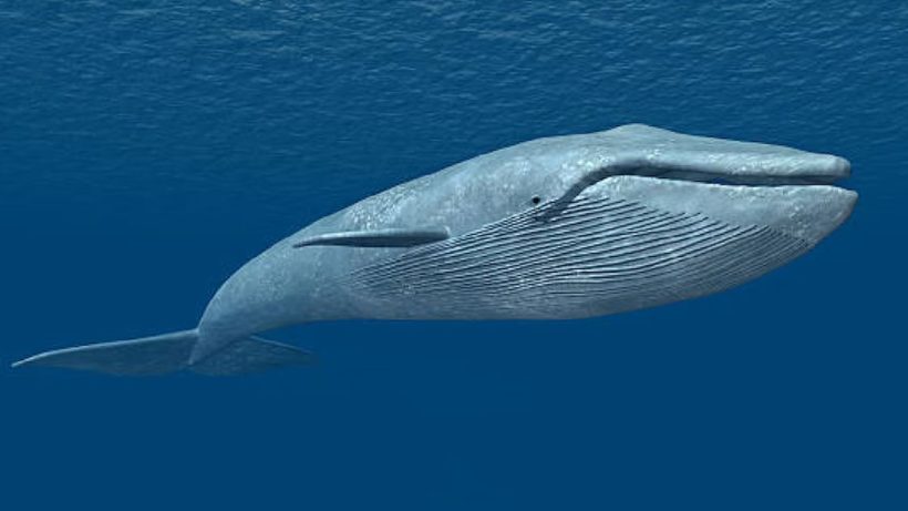 Blue Whale