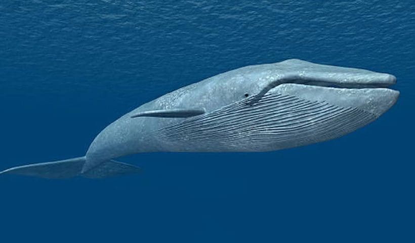 Blue Whale