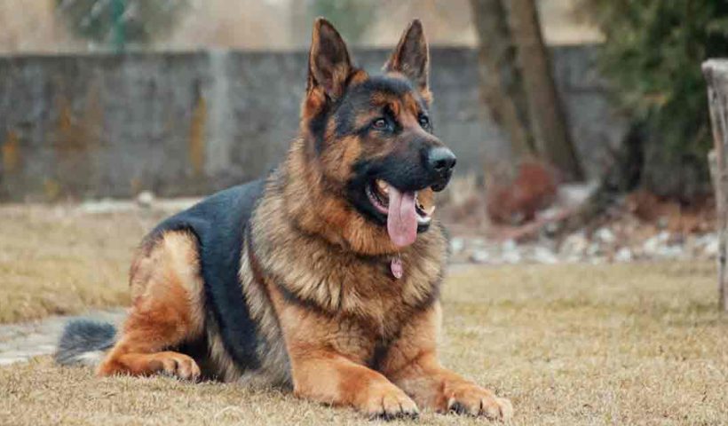 Dog of Uttar Pradesh judge allegedly stolen, case filed against 2 dozen people