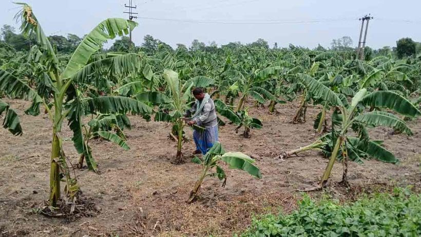 Sugarcane plantations and banana plantations were destroyed in the rampage of Remal