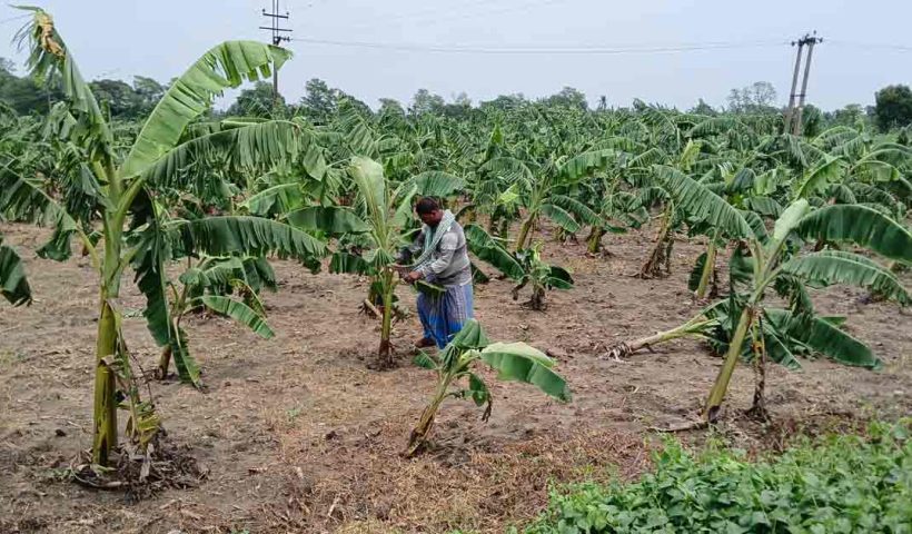 Sugarcane plantations and banana plantations were destroyed in the rampage of Remal