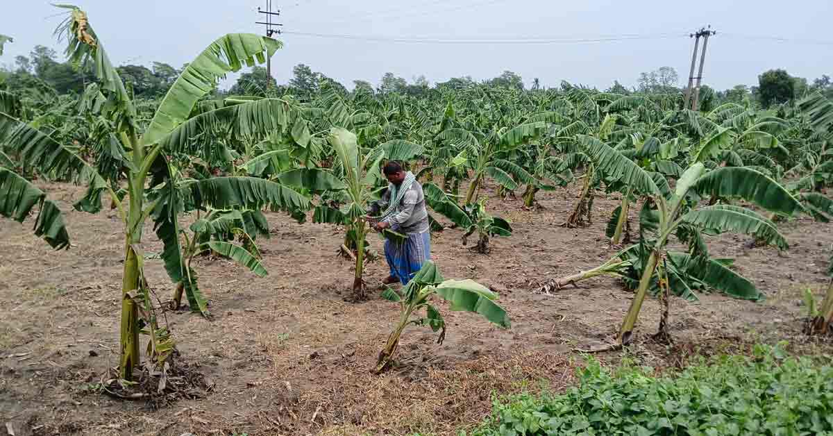 Sugarcane plantations and banana plantations were destroyed in the rampage of Remal