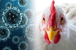 BIRD FLU (2)