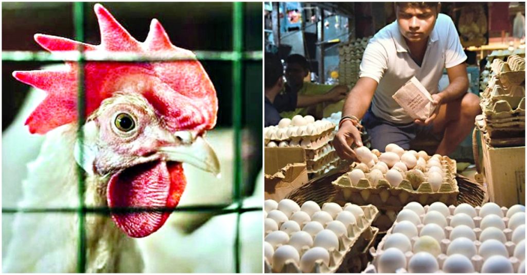 no fear of eating chicken meat and eggs amid the bird-flu scare said west bengal health department , বাংলায় চাপা বার্ড-ফ্লু আতঙ্ক! খাবেন মুরগির মাংস-ডিম? জানুন স্বাস্থ দফতরের ঘোষণা