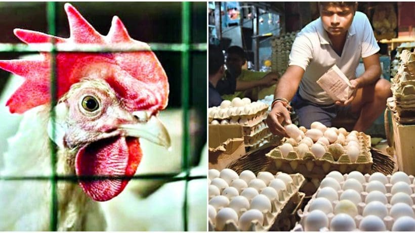 no fear of eating chicken meat and eggs amid the bird-flu scare said west bengal health department , বাংলায় চাপা বার্ড-ফ্লু আতঙ্ক! খাবেন মুরগির মাংস-ডিম? জানুন স্বাস্থ দফতরের ঘোষণা