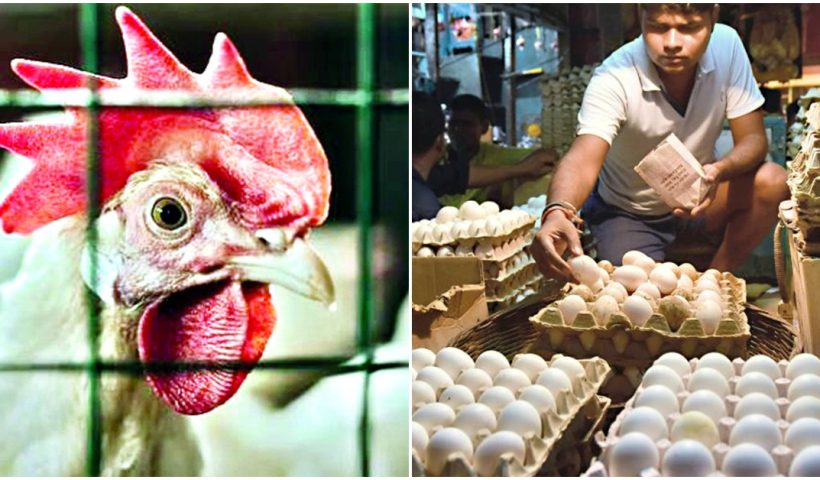 no fear of eating chicken meat and eggs amid the bird-flu scare said west bengal health department , বাংলায় চাপা বার্ড-ফ্লু আতঙ্ক! খাবেন মুরগির মাংস-ডিম? জানুন স্বাস্থ দফতরের ঘোষণা