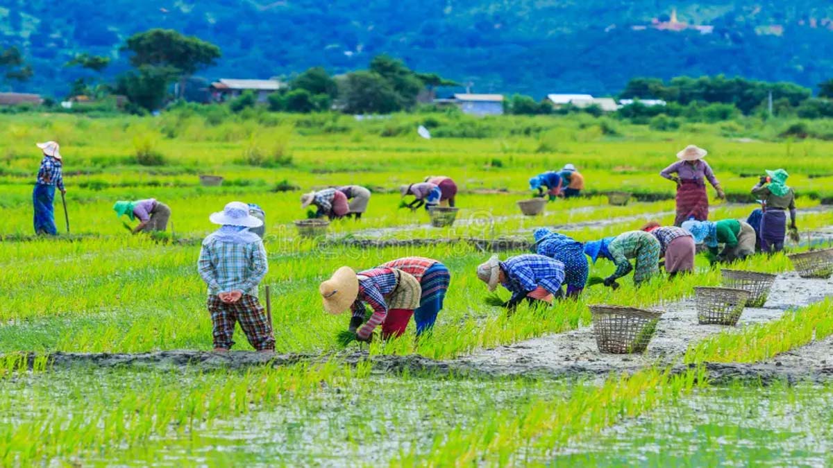 centre approves msp for 14 crops