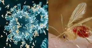 Photograph of a microscope slide showing Chandipura Virus particles. The virus appears as small, spherical structures under high magnification.