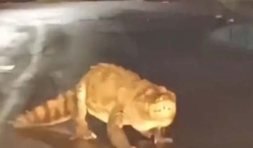 Crocodile Appears On Maharashtra Street, মহারাষ্ট্রের রত্নগিরিতে রাস্তায় ঘুরছে কুমির