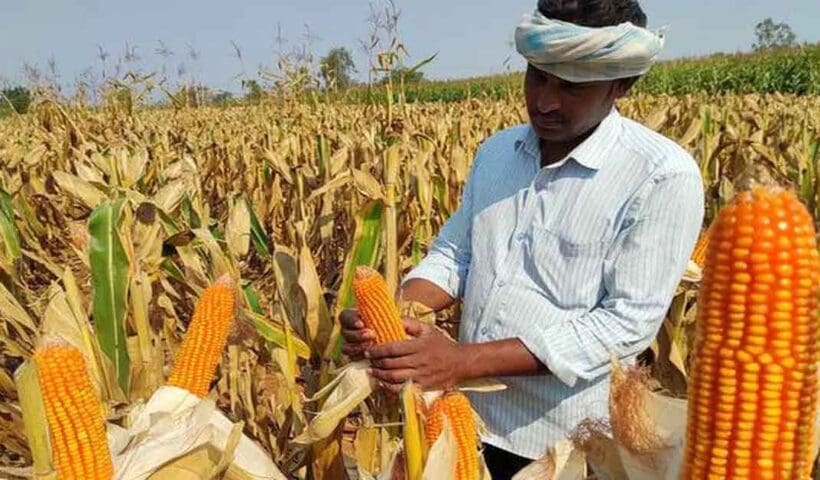 Maize Cultivation in Assam