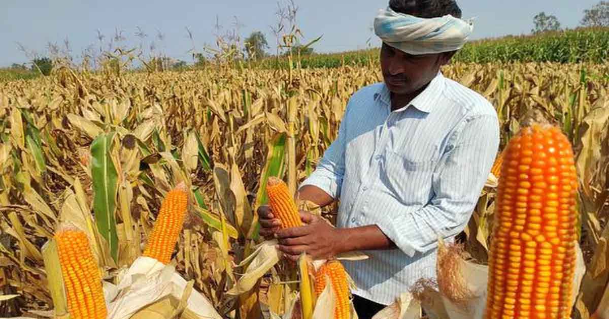 Maize Cultivation in Assam