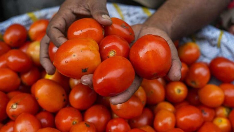 Fresh red tomatoes on display