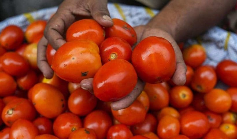 Fresh red tomatoes on display