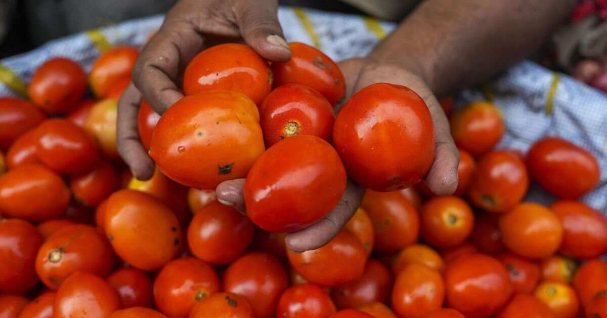 Fresh red tomatoes on display