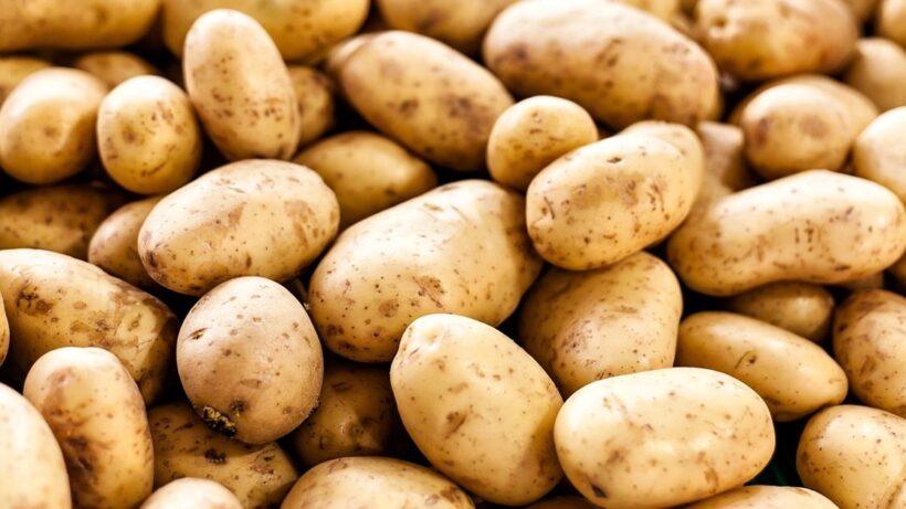 government is thinking of importing potatoes from Bhutan to meet the demand of potatoes, দেশি আলুর দামে ছ্যাঁকা! চিন্তা নেই, এবার পাত ভরাবে ভুটানি আলু