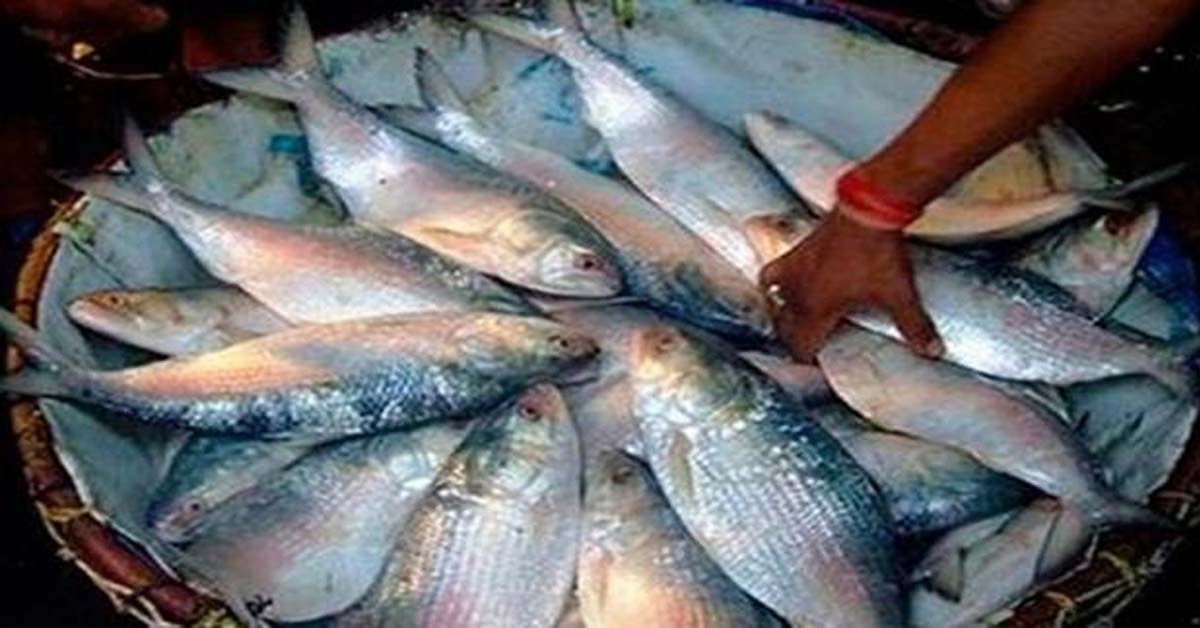 10 tons of hilsa fish arrived at Namkhana fishing port, ইলিশপ্রেমী বাঙালিদের জন্য সুখবর, টন টন রুপোলি শস্য জেলেদের জালে