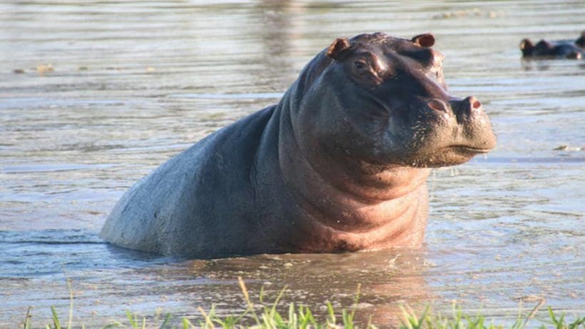 can Hippos Fly New UK Research Reveals Bizarre Finding , ২ হাজার কেজির জলহস্তীও নাকি উড়তে পারে! ব্রিটিশ গবেষণায় তাক লাগানো অনুসন্ধান