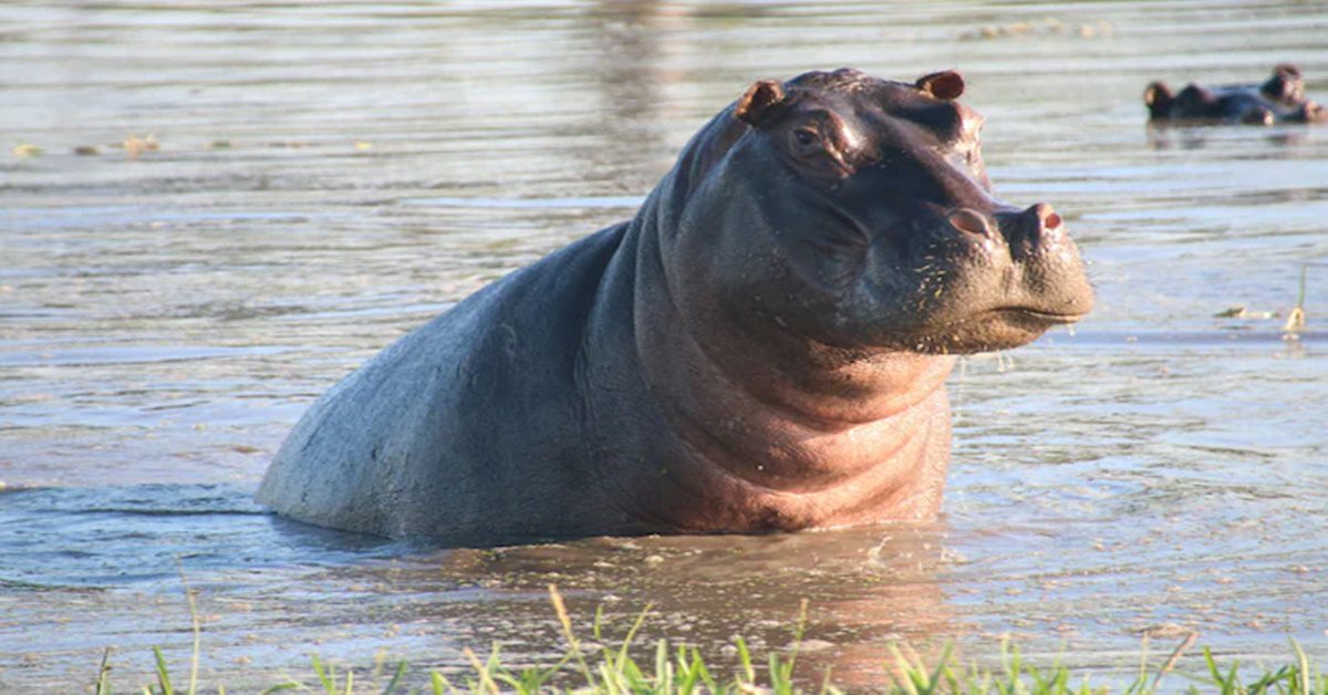 can Hippos Fly New UK Research Reveals Bizarre Finding , ২ হাজার কেজির জলহস্তীও নাকি উড়তে পারে! ব্রিটিশ গবেষণায় তাক লাগানো অনুসন্ধান