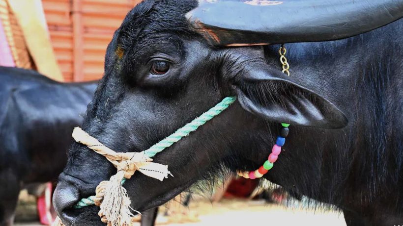 how a buffalo solved a problem that a village panchayat could not in uttar pradesh , পঞ্চায়েত পারেনি, শেষপর্যন্ত 'গোয়েন্দাগিরি করল মোষ! হল চুরির কিনারা