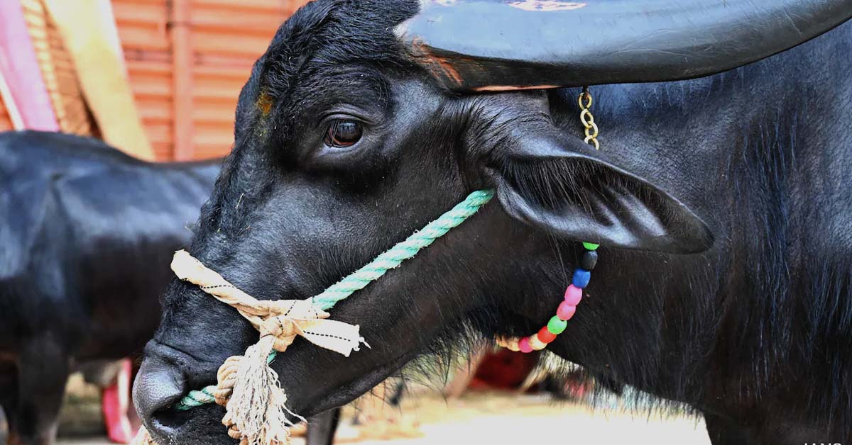 how a buffalo solved a problem that a village panchayat could not in uttar pradesh , পঞ্চায়েত পারেনি, শেষপর্যন্ত 'গোয়েন্দাগিরি করল মোষ! হল চুরির কিনারা