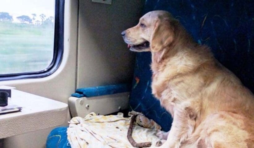 how to travel by train with pets know the rules of indian railways, প্রিয় পোষ্যকে নিয়ে কীভাবে করবেন ট্রেন সফর? জানুন ভারতীয় রেলের নিয়ম