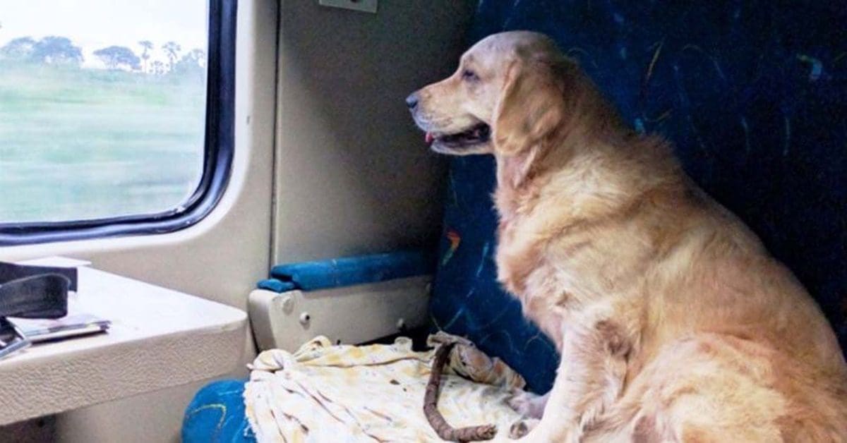 how to travel by train with pets know the rules of indian railways, প্রিয় পোষ্যকে নিয়ে কীভাবে করবেন ট্রেন সফর? জানুন ভারতীয় রেলের নিয়ম