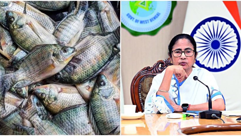 Mamata Banerjee said that eating tilapia fish does not cause cancer, তেলাপিয়া মাছ খেলে ক্যান্সার হয়! এতদিন জানতেন মমতা, ভুল ভাঙতেই চমকে উঠলেন নবান্নে