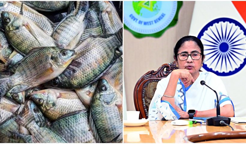 Mamata Banerjee said that eating tilapia fish does not cause cancer, তেলাপিয়া মাছ খেলে ক্যান্সার হয়! এতদিন জানতেন মমতা, ভুল ভাঙতেই চমকে উঠলেন নবান্নে