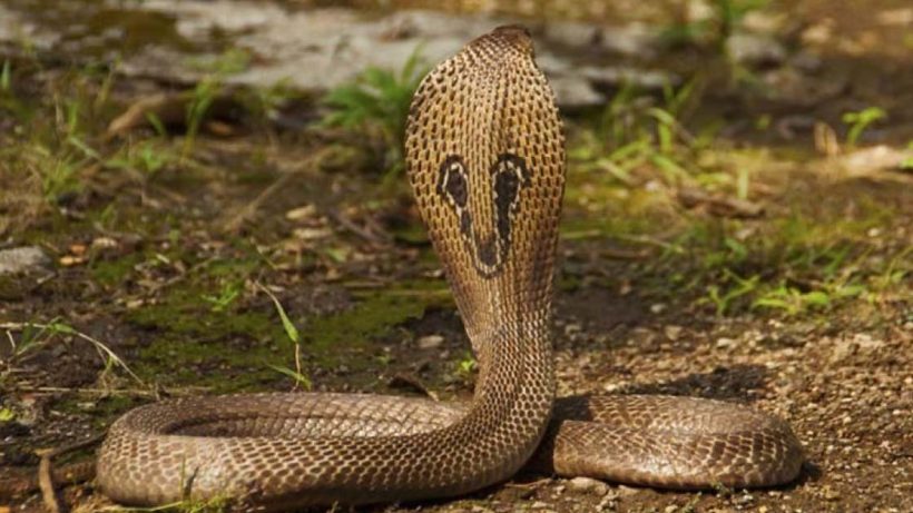 UP Man Gets Bitten By Snake Every Saturday Doctors Confused, ৪০ দিনে বেছে বেছে শনিবারই ৭ বার সাপে ছোবল! বিভ্রান্ত চিকিৎসকরা