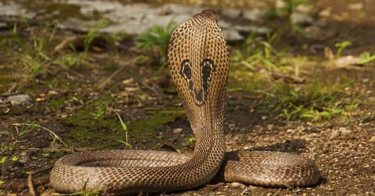 UP Man Gets Bitten By Snake Every Saturday Doctors Confused, ৪০ দিনে বেছে বেছে শনিবারই ৭ বার সাপে ছোবল! বিভ্রান্ত চিকিৎসকরা