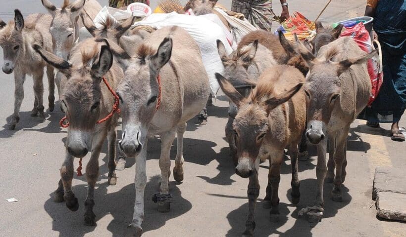 Donkey is the national animal of whish country, 'গাধা' বলে গালমন্দ করেন! কিন্তু জানেন এই জন্তুটিও একটি দেশের জাতীয় পশু?