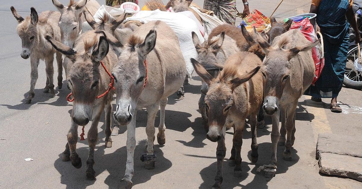 Donkey is the national animal of whish country, 'গাধা' বলে গালমন্দ করেন! কিন্তু জানেন এই জন্তুটিও একটি দেশের জাতীয় পশু?