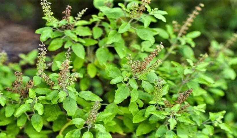 Tulsi