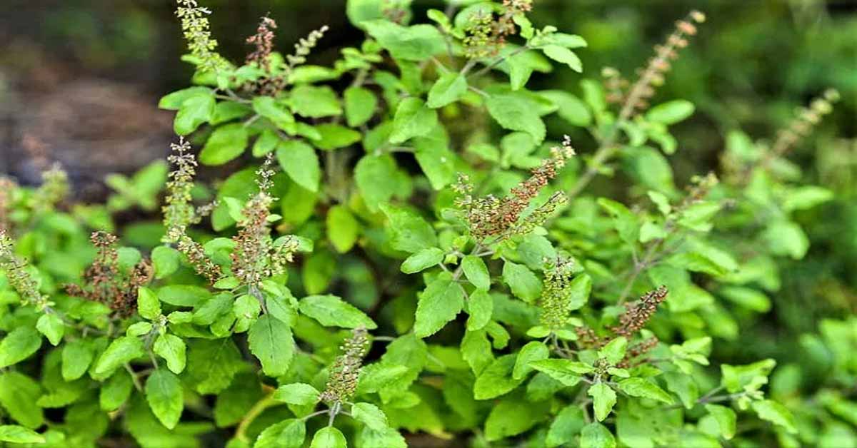 Tulsi