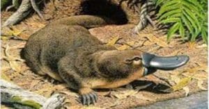 Platypus animal gives milk and eggs together , স্তন্যপায়ী কিন্তু ডিম দেয়! বলুন তো কোন প্রাণী?