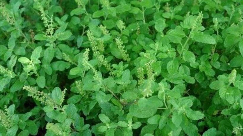 tulsi