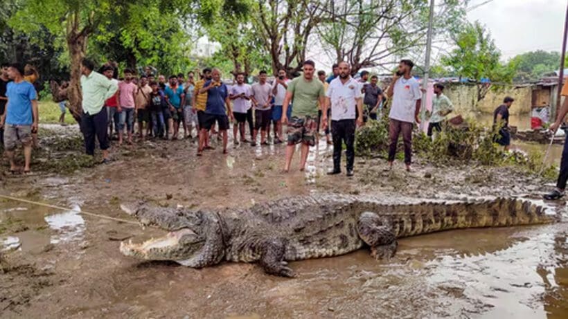 Crocodile Rescue আবাসিক এলাকা থেকে প্রবল বৃষ্টির মধ্যে ৩ দিনে উদ্ধার ২৪ টি কুমির!