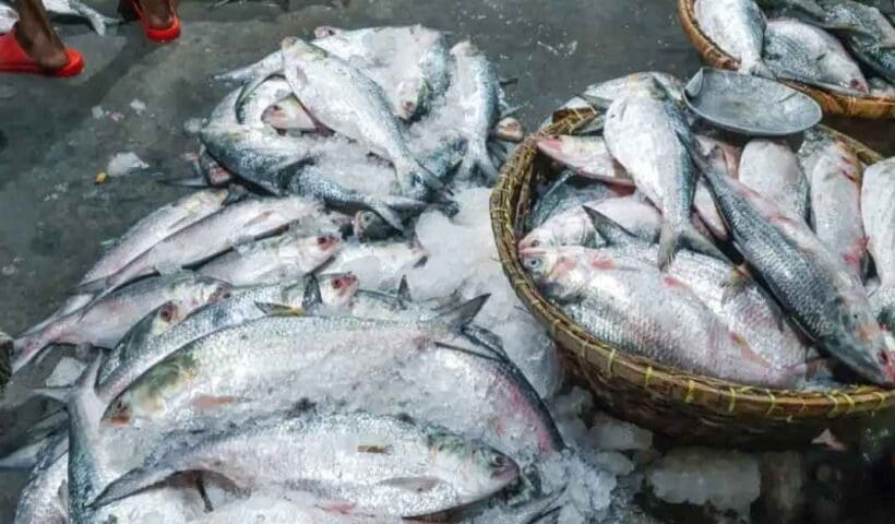 HILSA 1 ভারতে ইলিশ পাঠানো ইস্যুতে বেকায়দায় ড. ইউনূসের সরকার, সুপ্রিম নোটিশে চাঞ্চল্য