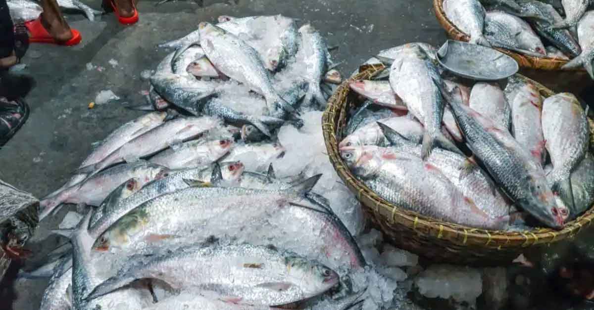 HILSA 1 ভারতে ইলিশ পাঠানো ইস্যুতে বেকায়দায় ড. ইউনূসের সরকার, সুপ্রিম নোটিশে চাঞ্চল্য